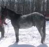 "Smurf" Blue Roan QH Gelding, - 5