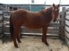 Chestnut Mare, 15.1 HH