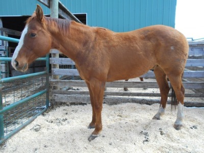 "Scout" Sorrel Paint Gelding, 16 HH