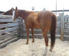 "Scout" Sorrel Paint Gelding, 16 HH - 2