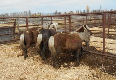 Brown Pony Stud, 8 HH