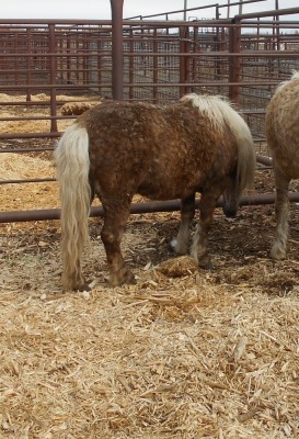 Chestnut Shetland/Welsh Cross Stud, 9 HH