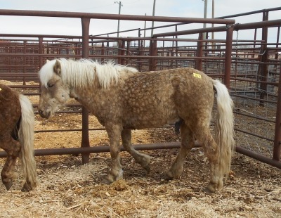 Brown Shetland/Welsh Cross Stud, 10 HH