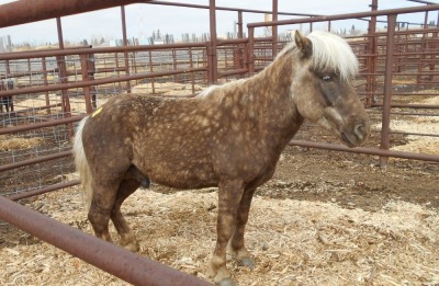 Chestnut Shetland/Welsh Cross Stud, 10.5 HH