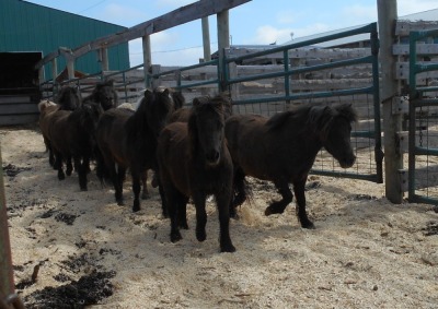 "Billy" Black/Brown Mini Gelding