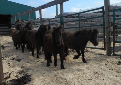 "Benjamin" Black/Brown Mini Gelding