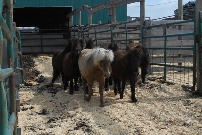 "Roan Nose" Black Mini Mare