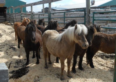 "Whisper" Grey Mini Gelding