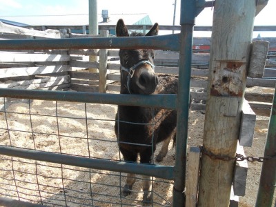 Blk/White Gelded Jack, 11 HH