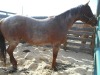 "Roxy" Red Roan Mare, 15.2 HH