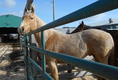 "Magic" Palomino QH Gelding, 15.2 HH