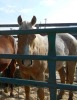 "Magic" Palomino QH Gelding, 15.2 HH - 2