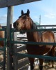 "Mr Buck" Bay QH Gelding, 15 HH