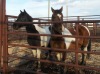 Brown/White Paint Gelding, 13.3 HH - 2