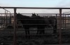 Bay Draft Cross Gelding, 14.2 Hh - 2