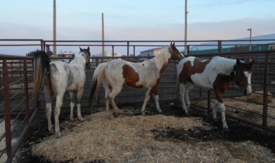 "Watch" Brown/White Paint Mare, 15 HH