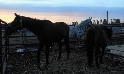 "Zek" Black Standardbred Gelding, 15 Hh