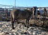 Grulla QH Cross Filly, 14 HH