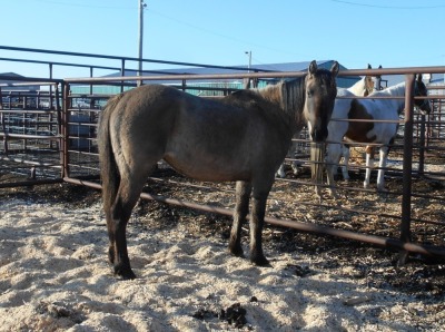 Grulla QH Cross Filly, 14 HH