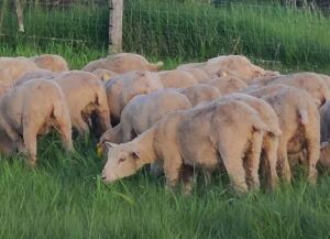 Replacement Polypay Ewe Lamb