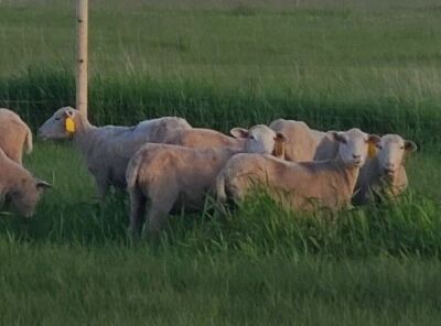Replacement Polypay Ewe Lamb