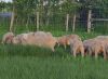 Replacement Polypay Ewe Lamb - 2