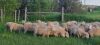 Replacement Polypay Ewe Lamb - 2