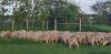 Replacement Polypay Ewe Lamb - 3