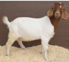 Boer Buck - PET 12K