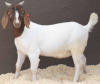 Boer Buck - PET 22K