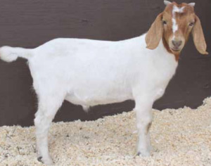 Boer Buck - PET 27K