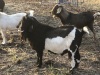 Commercial Boer Buck - born 2019 - black & white