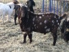 Commercial Boer Buck - born 2020 - red & white spotted