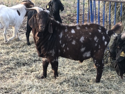 Commercial Boer Buck - born 2020 - red & white spotted