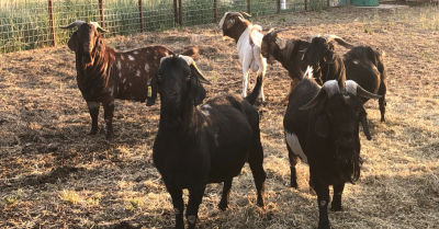 Boer Buck - black (out of purebred Boer Stock) born 2017