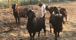 Commercial Boer Buck - Traditional - born 2021