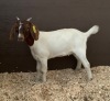 Boer Doeling - PET 14K