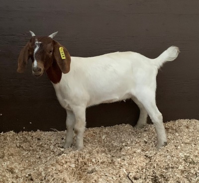 Boer Doeling - PET 14K