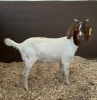 Boer Doeling - PET 14K - 2