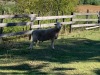 Dorset Cross Ram