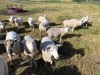 Dorset Cross Open Breeding Ewe - 4