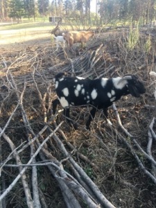 Registered Dappled Boer Buck