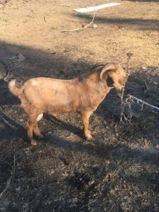 Boer Buck