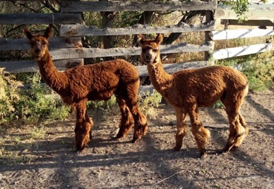 Male Alpaca