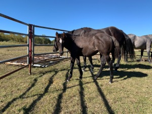 Bechtold QH Grey Filly