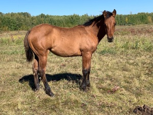 Bechtold QH Dun Filly