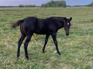 Bechtold QH Black Filly