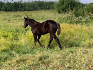 Bechtold QH Black / Brown Filly