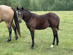 Lone Ridge QH's Dark Bay Colt