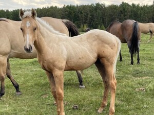 Lone Ridge QH's Palamino Colt